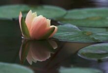 本站“莲蕊有香尘”备案名说明-LaMaHT辣妈海淘