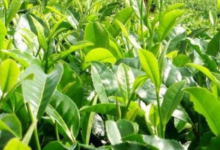 茶树精油的功效及副作用-LaMaHT辣妈海淘