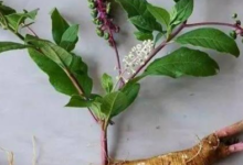 印度人参的功效及副作用(注意事项要知道)-LaMaHT辣妈海淘