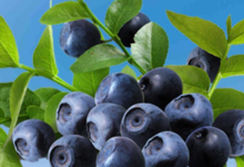 巴西莓的功效及副作用-LaMaHT辣妈海淘