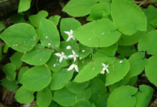 淫羊藿是什么?淫羊藿的功效与副作用有哪些吗?(禁忌注意事项)-LaMaHT辣妈海淘