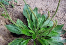 洋车前子是什么?洋车前子的功效和副作用有几种?-LaMaHT辣妈海淘