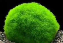 叶绿素的功效及副作用（4种禁忌要知道）-LaMaHT辣妈海淘