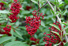 接骨木有几种功效？有没有副作用？-LaMaHT辣妈海淘