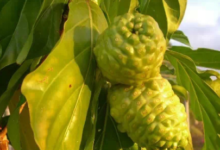 碧萝芷是什么?碧萝芷的功效及副作用有哪些?-LaMaHT辣妈海淘