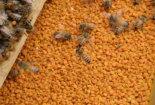 蜂花粉是什么？蜂花粉的功效及副作用有哪些？蜂花粉安全禁忌是什么？-LaMaHT辣妈海淘