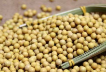 大豆异黄酮是什么?9种大豆异黄酮的功效你了解吗?有副作用吗?大豆异黄酮摄取量是多少?-LaMaHT辣妈海淘