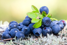 5种有益视力健康的保健食品-LaMaHT辣妈海淘